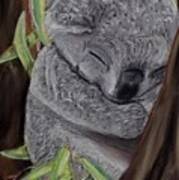 Shhh Koala Bear Sleeping Poster