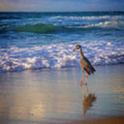 Shorebird Poster