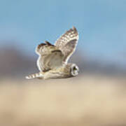 Short-eared Owl In Flight Poster