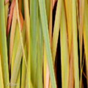 Siberian Iris In Winter Poster