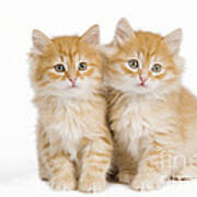 Siberian Kittens Poster