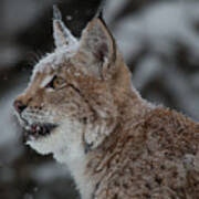 Siberian Lynx Kitten 7543 Poster