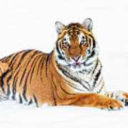 Siberian Tiger At Rest Poster