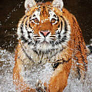 Siberian Tiger Charge 2 Poster