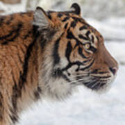 Side Portrait Of A Sumatran Tiger In The Snow Poster