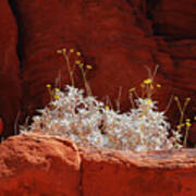 Signs Of Life - Valley Of Fire State Park Poster