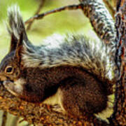 Silver Abert's Squirrel On Pine Tree Poster