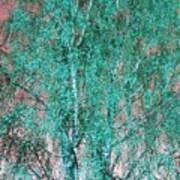 Silver Birch In Turquoise Poster