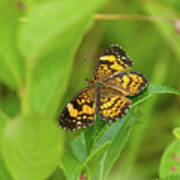 Silvery Checkerspot Butterfly Poster