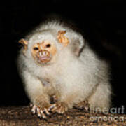 Silvery Marmoset Female Poster