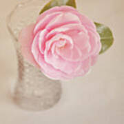 Single Pink Camelia Flower In Clear Vase Poster