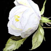 Single White  Bloom Poster