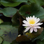 Single White Pristine Lotus Lily Poster