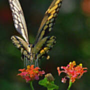 Sipping Lantana Poster