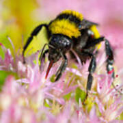 Sipping Nectar Poster