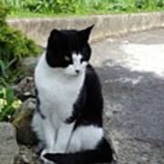 Sitting Black And White Cat #cat Poster