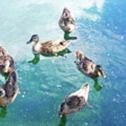 Six Ducks Swim Together Poster