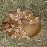 Six Kittens Poster