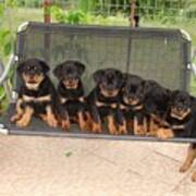 Six Rottweiler Puppies Lined Up On A Swing Poster