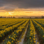 Skagit Valley Daffodils At Dusk Poster