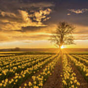 Skagit Valley Daffodils Sunset Poster