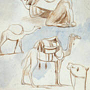 Sketch Studies Of Camels Poster