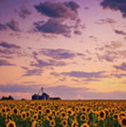 Skies Above The Sunflower Farm Poster