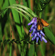 Skipper Butterfly Poster