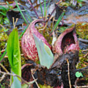 Skunk Cabbage 2801 Poster