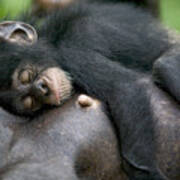 Sleeping Baby Chimpanzee Poster