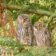 Sleeping Barred Owlets Poster