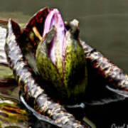 Sleeping Beauty In Water Lily Pond Poster