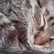 Sleeping Kitten Poster