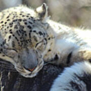 Sleeping Snow Leopard Poster