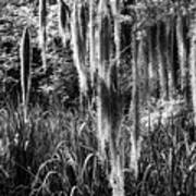 Slidell Spanish Moss Poster