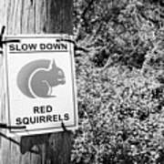 Slow Down Red Squirrels Sign Next To Woodland In Scotland Uk Poster