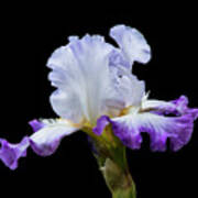 Small Purple And White Iris Poster