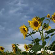 Small Sunflowers Poster