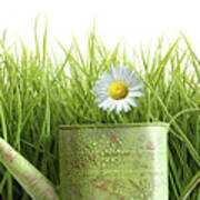 Small Watering Can With Tall Grass Against White Poster