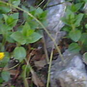 Small Yellow Flower Among Stones And Leaves Poster