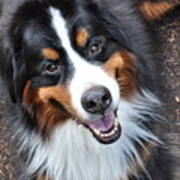 Smiling Bernese Mountain Dog Poster