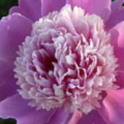 Smiling Peony Poster