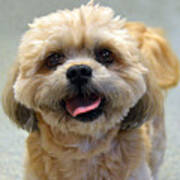 Smiling Shih Tzu Dog Poster