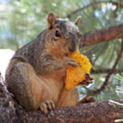 Snack Time Poster