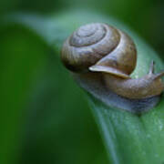 Snail In The Morning Poster