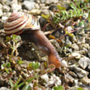 Snail On Rocks Poster