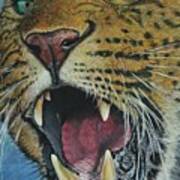 Snarl...amur Leopard Poster