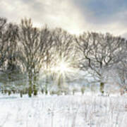 Snow Covered Rural Trees With Early Morning Sunrise Poster