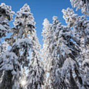 Snow Covered Trees 3 Poster