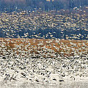 Snow Geese At Willow Point Poster